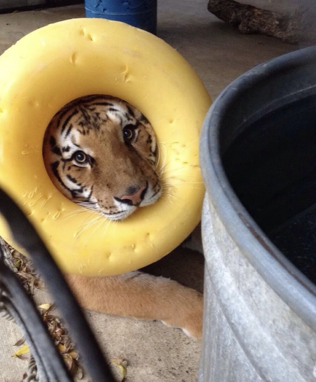 Artwork by egg salad🎐