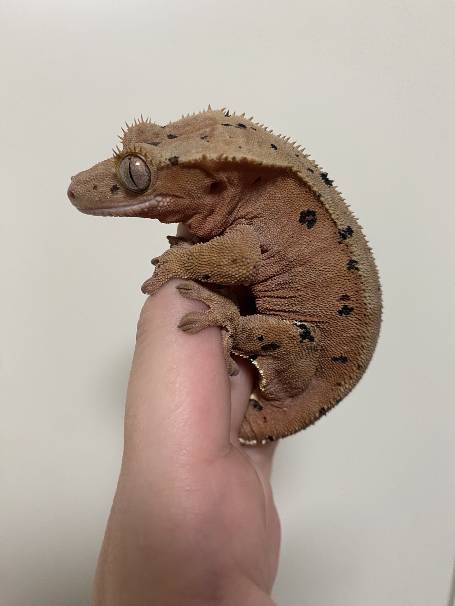 Artwork by nanako🦎