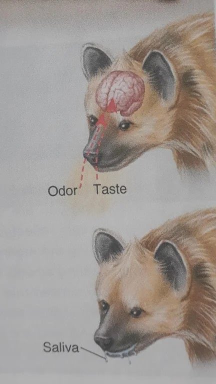 Artwork by kaleo 🌇