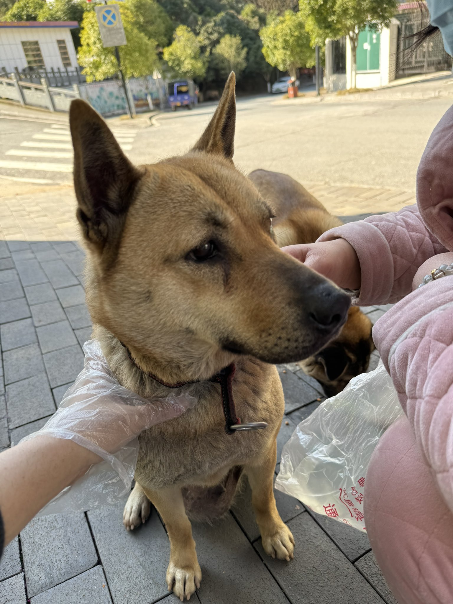 Artwork by 雪千羽Snowfox