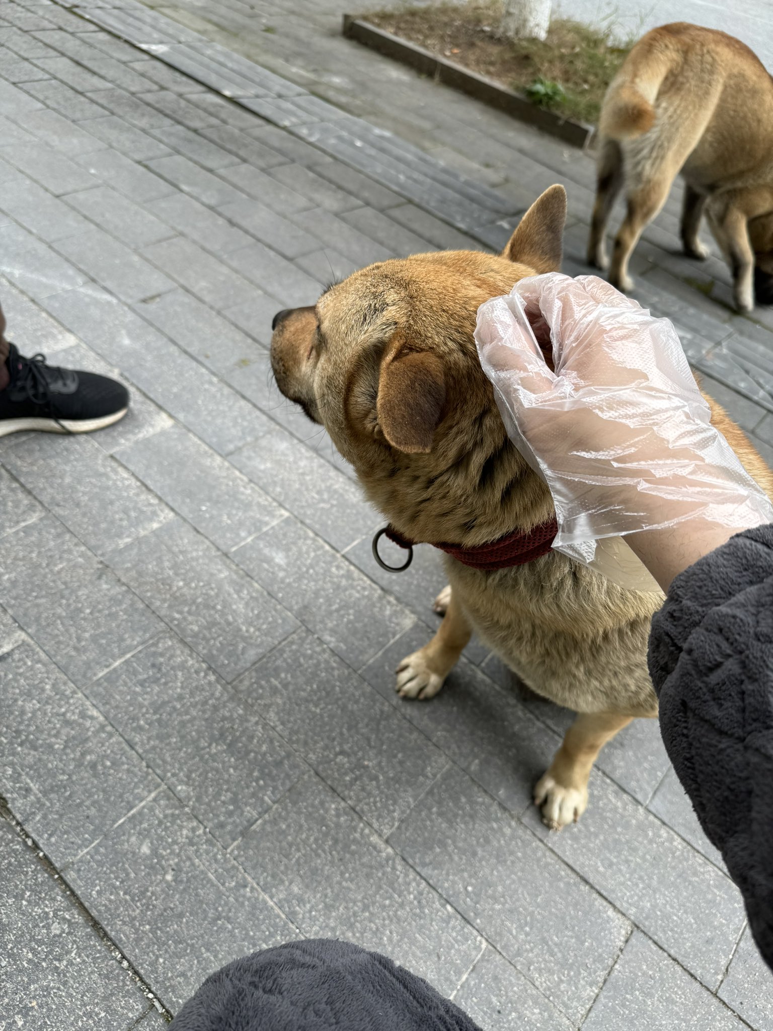 Artwork by 雪千羽Snowfox