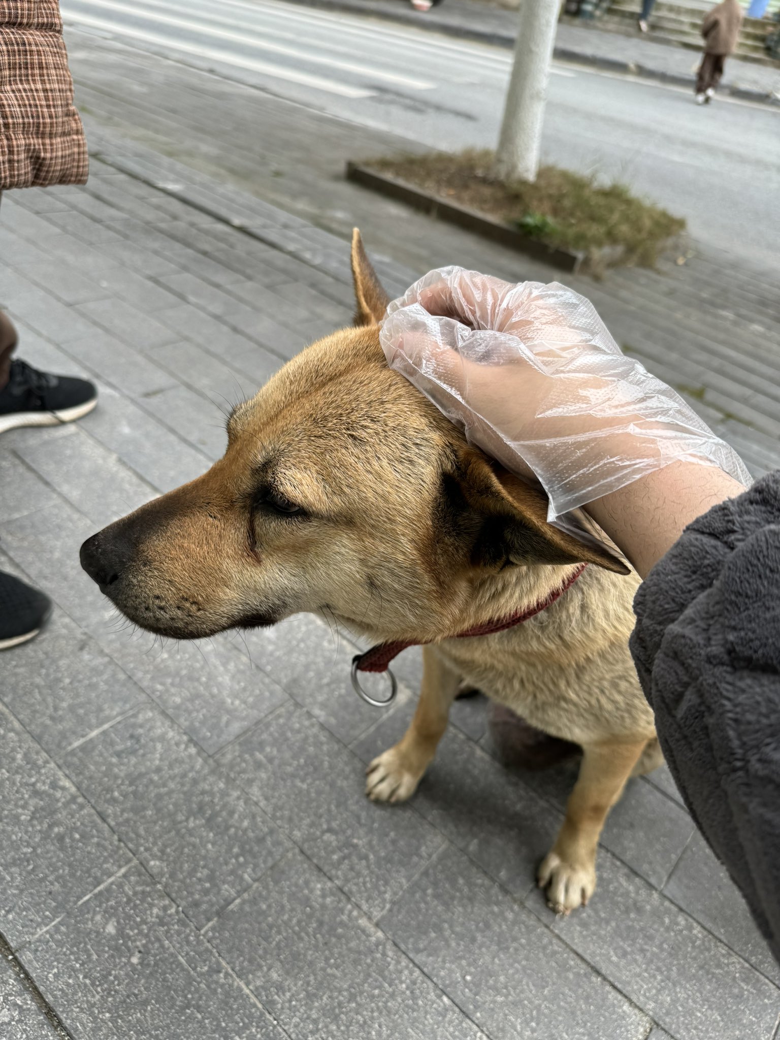 Artwork by 雪千羽Snowfox