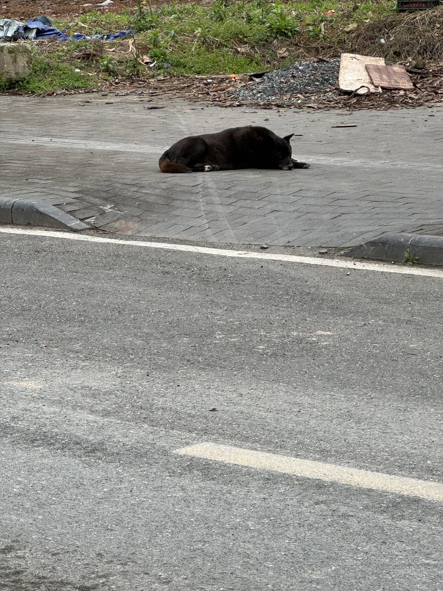 Artwork by 雪千羽Snowfox