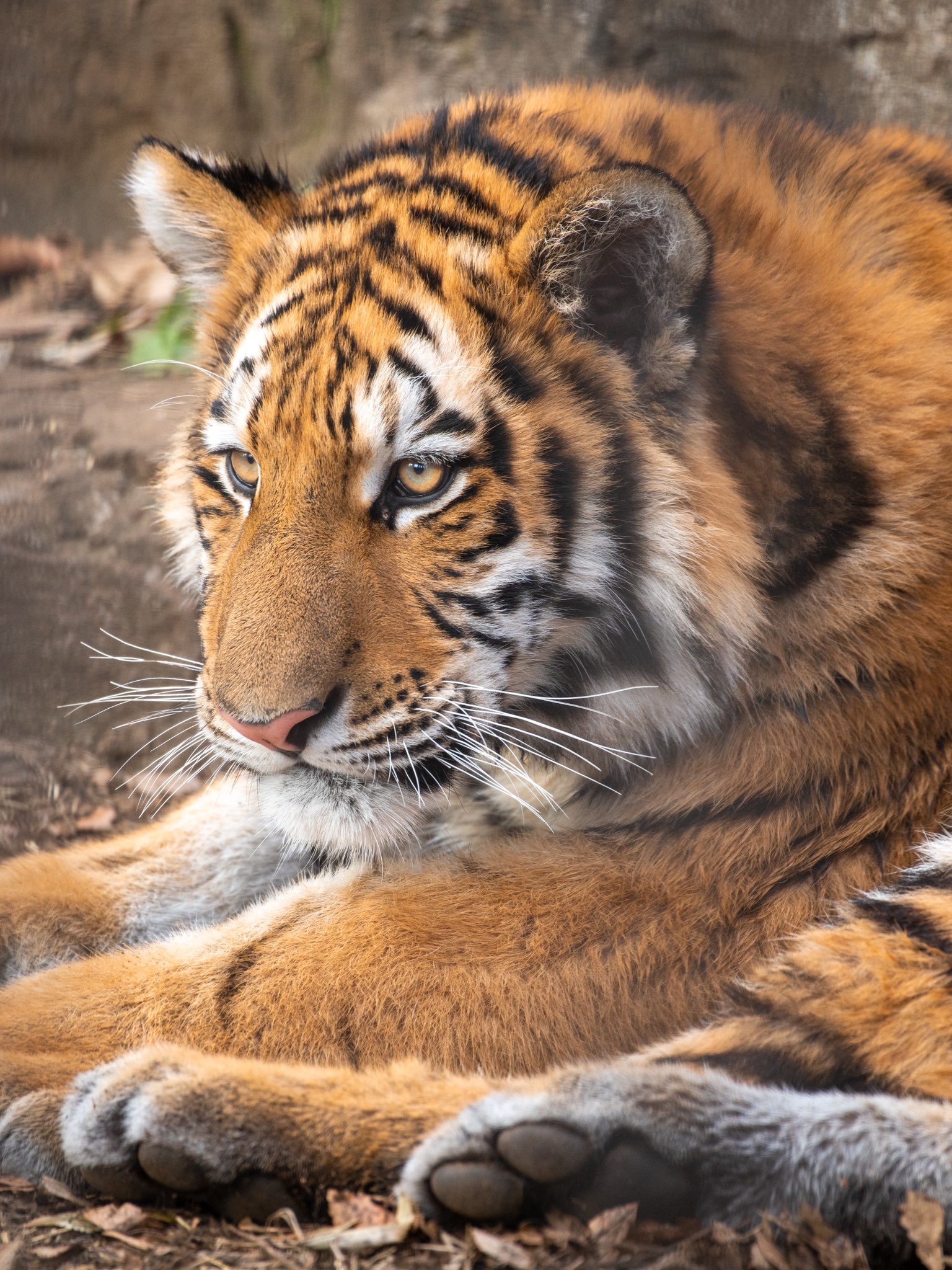 Artwork by じんせい