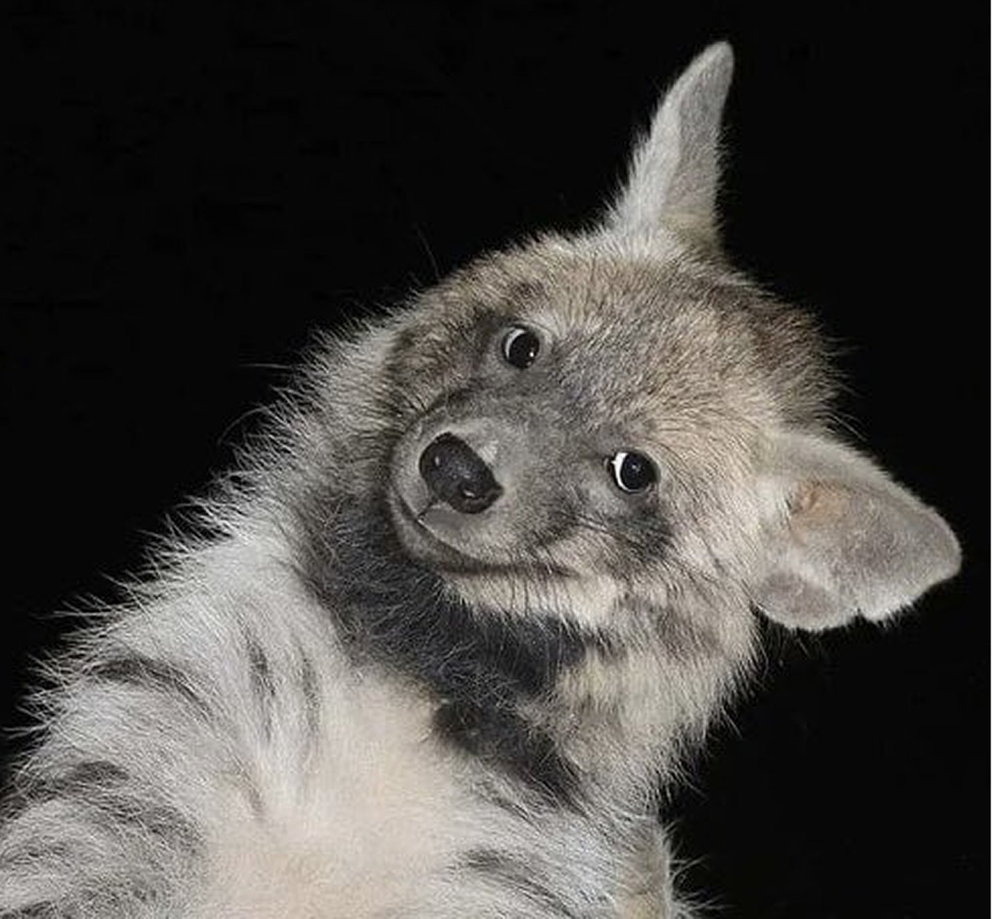 Artwork by Crimsonrabbit